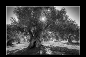 Oliven Bäume SW
