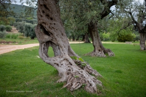 Olivenbäume Süditalien 