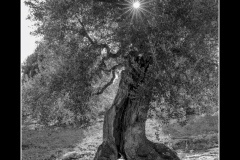 thumbs_Ohne-Titel-18